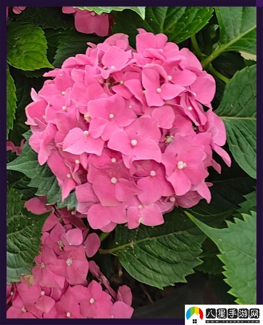 “紫陽(yáng)花潮”來(lái)襲