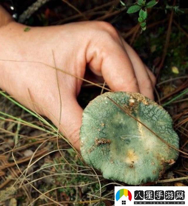 蘑菇mogula笑不活了科技圈新晉“網(wǎng)紅”的這點(diǎn)事！