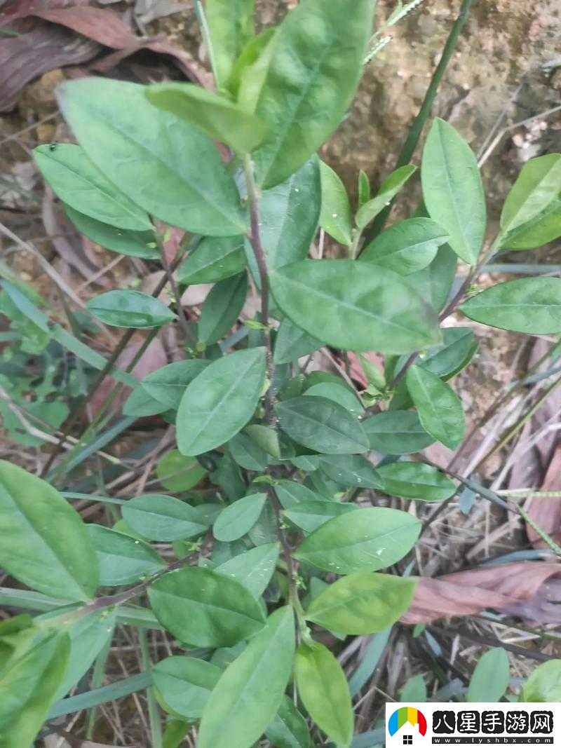 皇室戰爭刷紫箱獲取紫箱子幾率的全面剖析與解讀