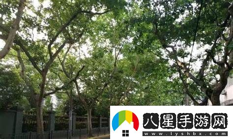 如何種植和管理梧桐樹(shù)