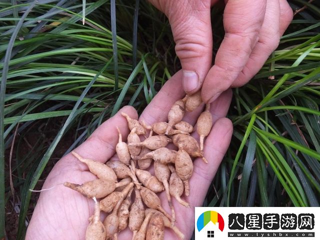 探索國產(chǎn)內容創(chuàng  )新