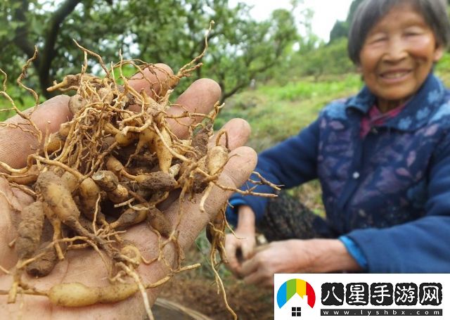 探索國產(chǎn)內容創(chuàng  )新