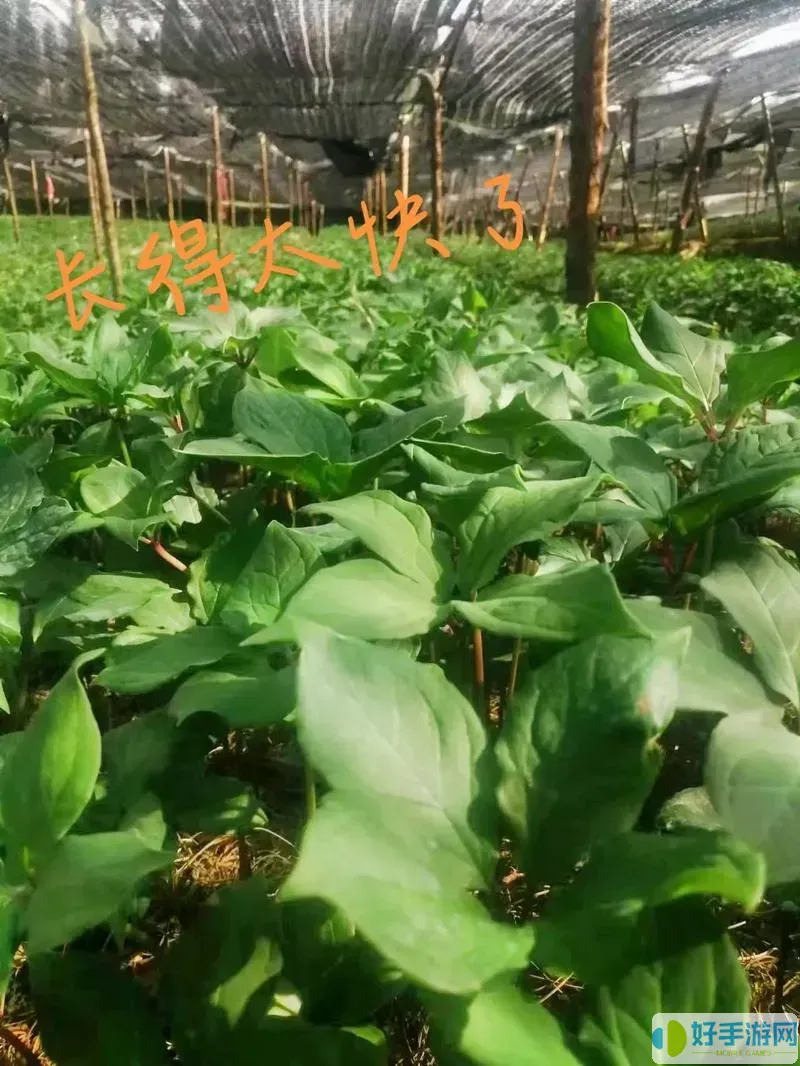 與滇重樓長(cháng)得像的
