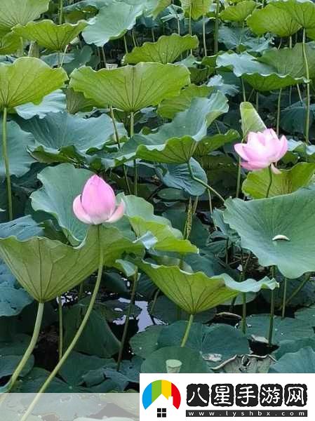 女性半夜蓮花開(kāi)的意思