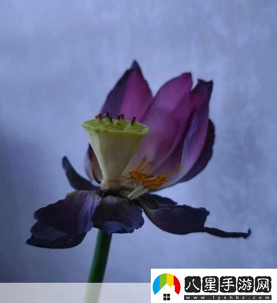 女性半夜蓮花開(kāi)的意思
