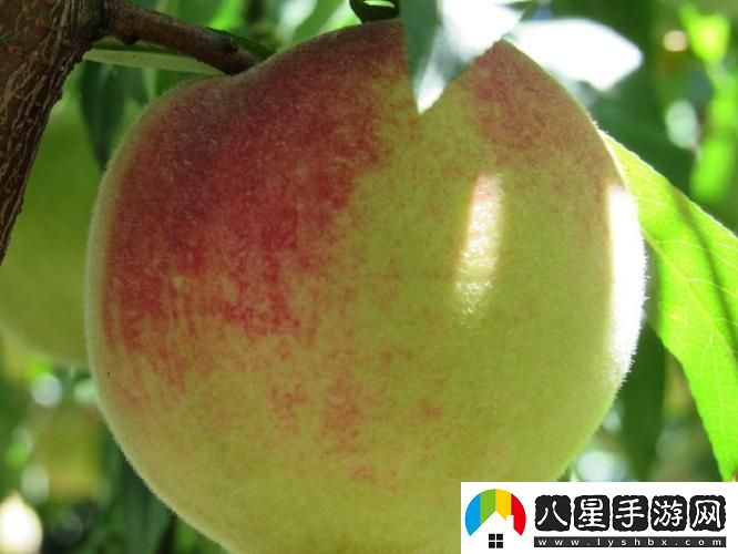 “嶺風(fēng)”來(lái)襲