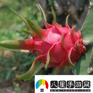 成品站W(wǎng)灬源碼火龍果不僅畫(huà)質(zhì)清晰還流暢滿(mǎn)足您多樣需求
