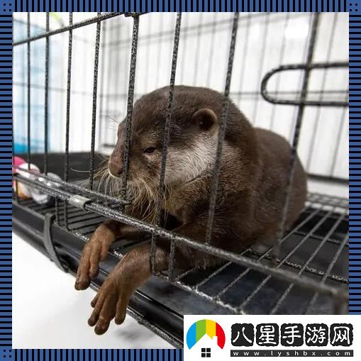 養寵新潮流