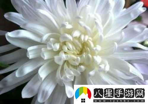 蘆葦地里要媽媽要說(shuō)福原唱