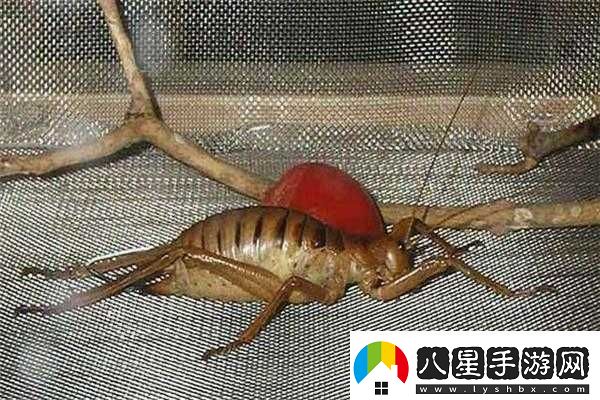 無(wú)人區編碼6229Jm央視蚱蜢