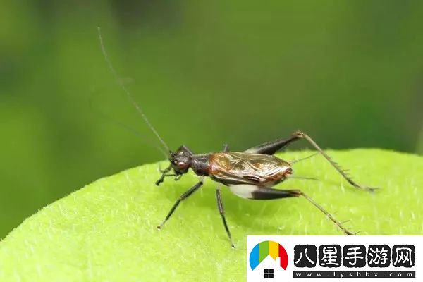 鳴蟲(chóng)叫聲多樣性