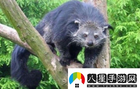 熊貍的氣味聞起來(lái)像什么