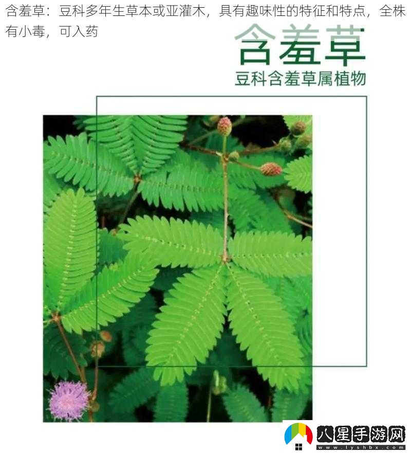 含羞草