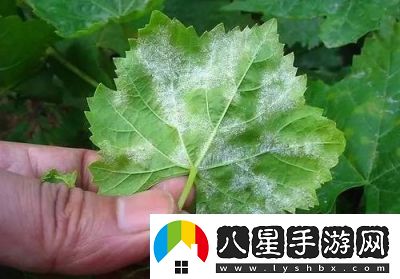 葡萄不準掉出來(lái)晚上檢查