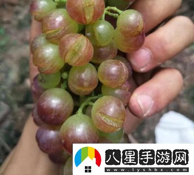 葡萄不準掉出來(lái)晚上檢查