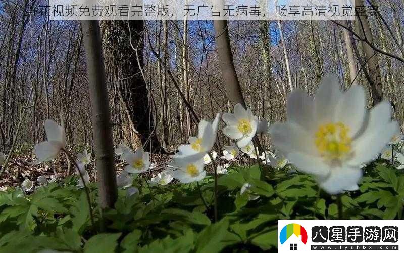 野花視頻免費觀(guān)看完整版無(wú)廣告無(wú)病毒暢享高清視覺(jué)盛宴
