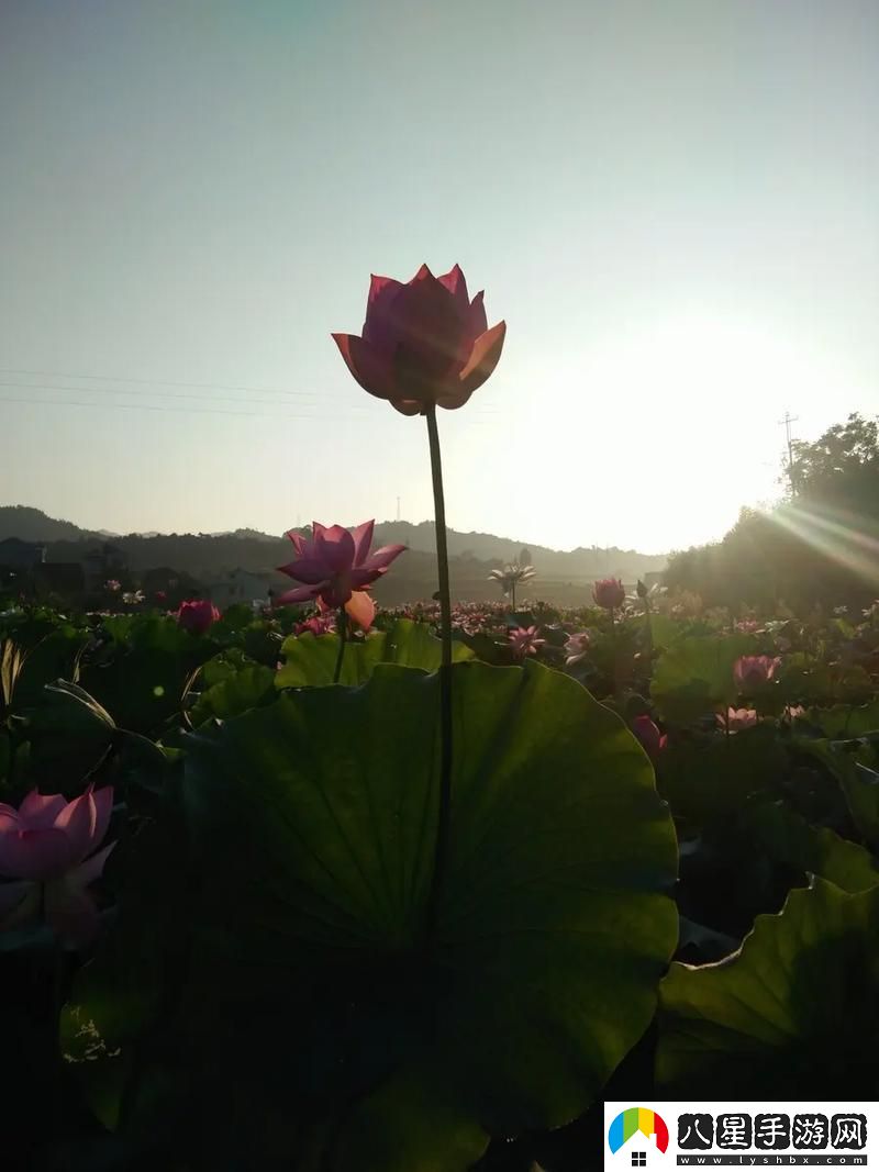 “女性蓮花開(kāi)”霸屏網(wǎng)絡(luò )