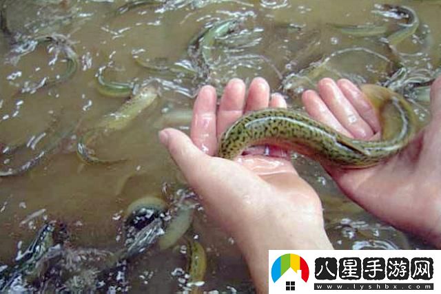 “溜溜鰍鰍‘鉆’奇觀(guān)