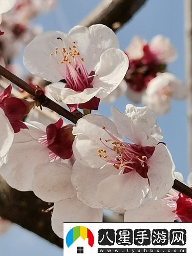 村長(cháng)喜春開(kāi)淑嬡的苞
