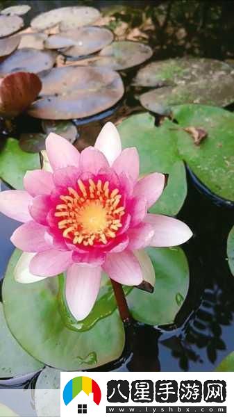 女性半夜蓮花開(kāi)放的治療方法