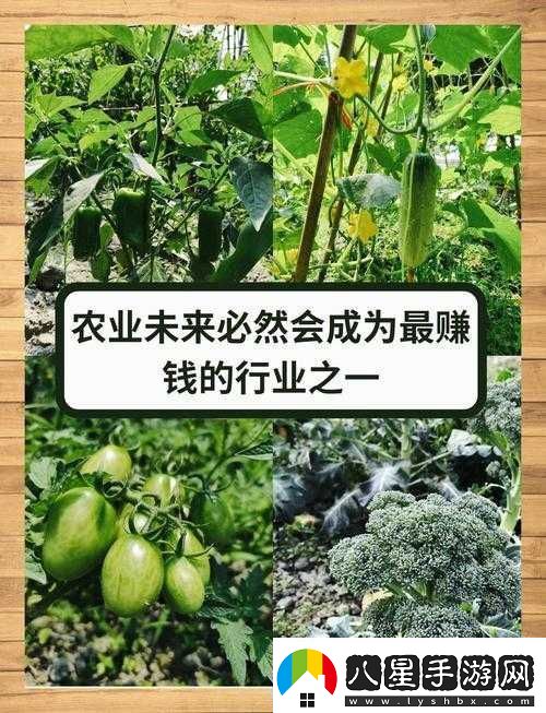 愛(ài)情島論壇