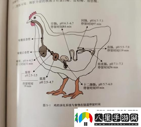 超級肉禽系統來(lái)襲