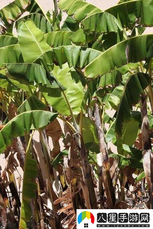 香蕉與忘憂(yōu)草區別大揭秘