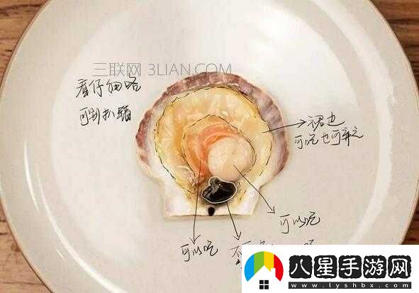 被吃扇貝的感覺(jué)