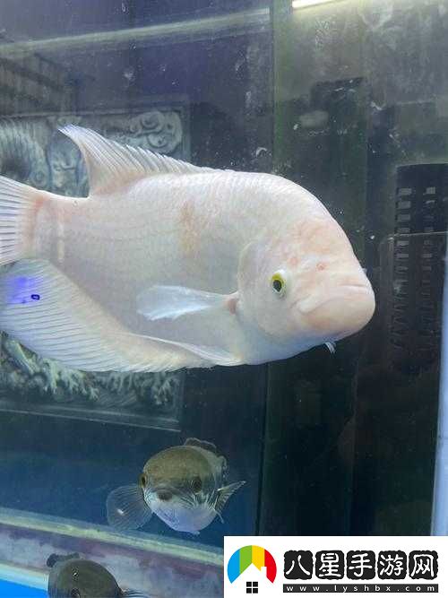 請輸入