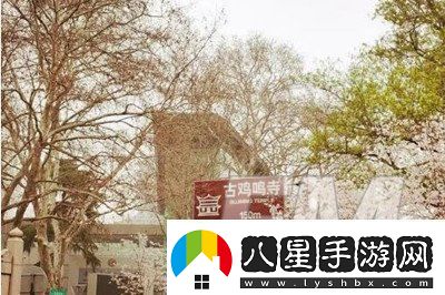雞鳴寺的櫻花開(kāi)了梗抖音雞鳴寺的櫻花開(kāi)了梗意思解釋