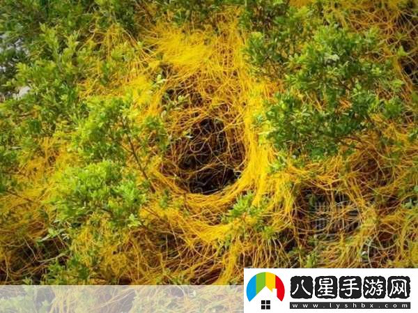 鼓蓬蓬的牦戶(hù)