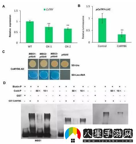 探索雜交BUCSM人類(lèi)SSBA的科學(xué)意義與未來(lái)發(fā)展