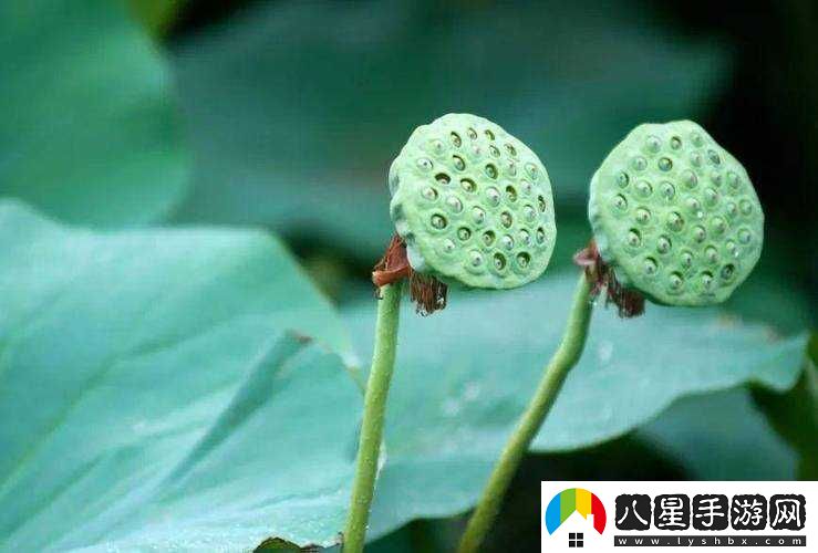 春動(dòng)蓮房之關(guān)于其背后蘊含的深刻意義與美好景象的探討