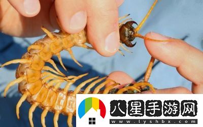 智慧再現！沙漠蜈蚣的必勝打法