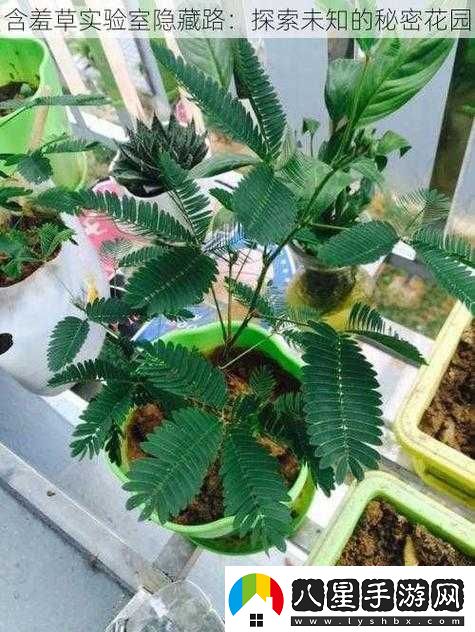 含羞草實(shí)驗室隱藏入口探秘：開(kāi)啟未知奇妙之旅