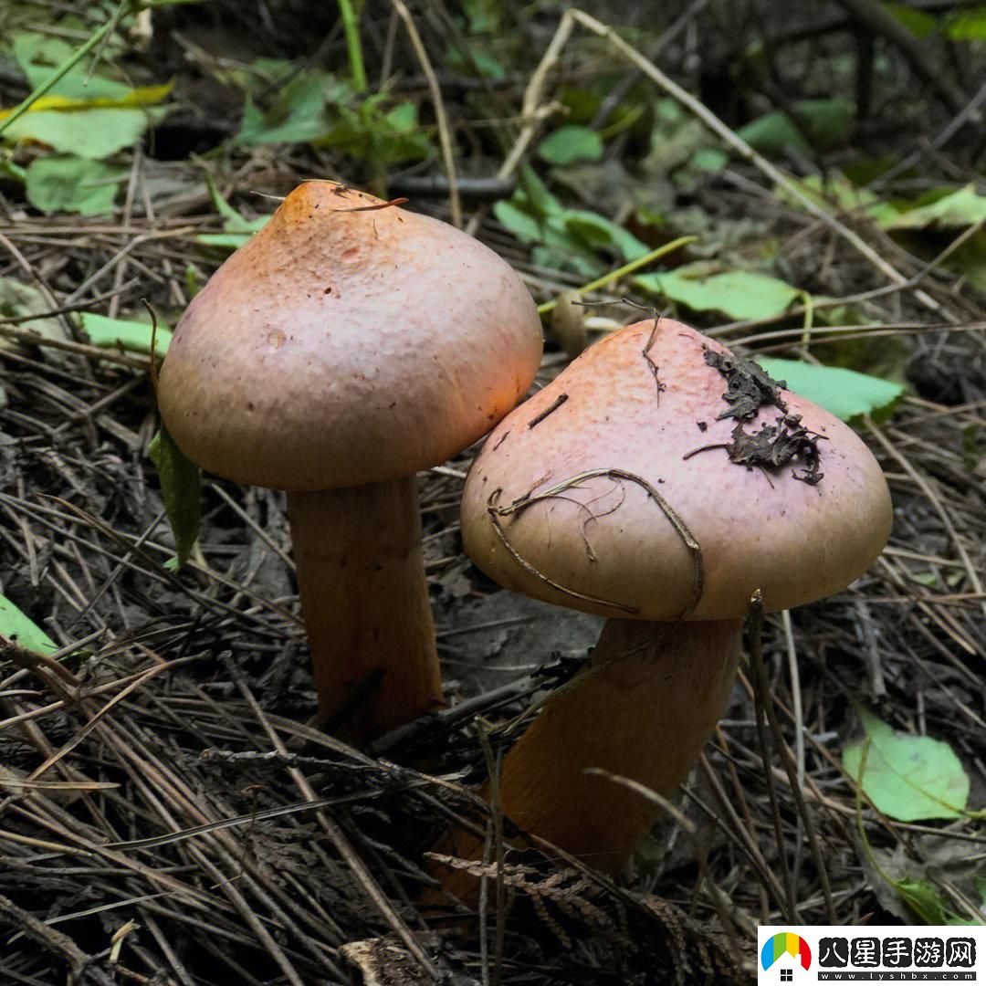 噓松樹(shù)林的蘑菇秘密創(chuàng  )新菌種讓世界矚目！