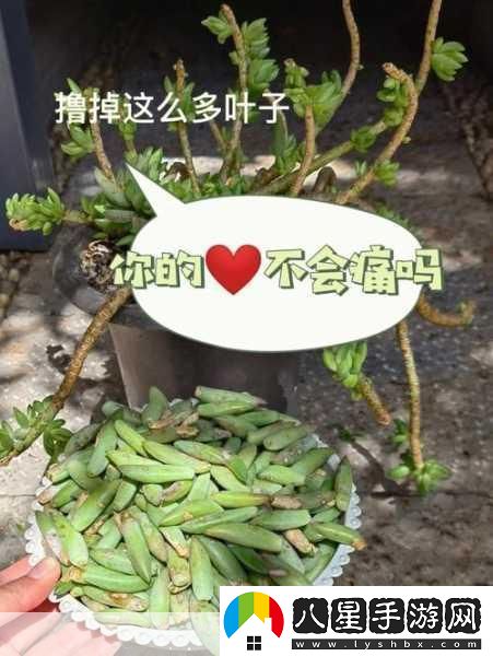 1V7多肉多車(chē)