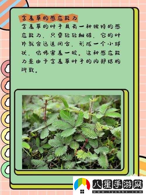 含羞草品種盤(pán)點(diǎn)