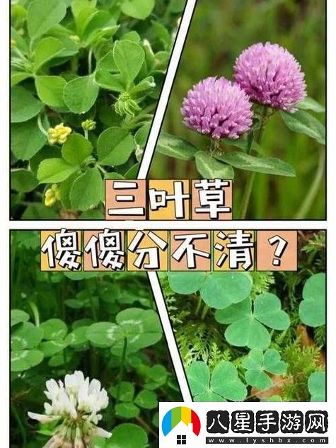 成品人精品人的區別四葉草