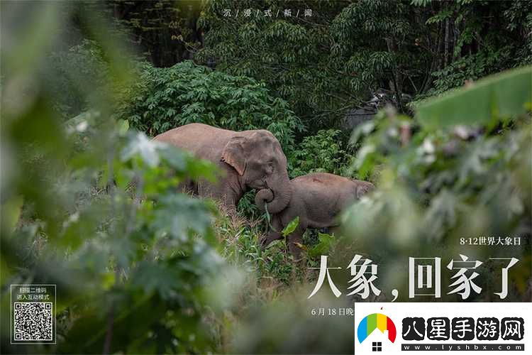 探索“大象為何總能三秒內回家”的神秘