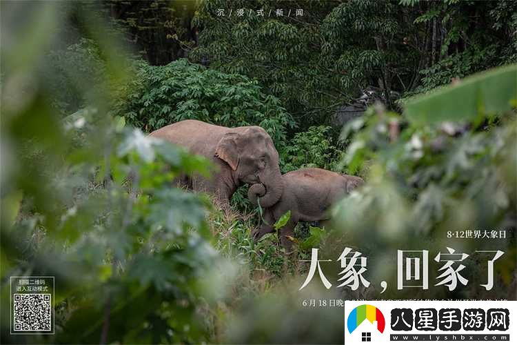 內容豐富大象為何總能三秒內回家