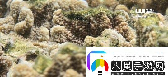 三星“海洋模式”助力珊瑚礁修復