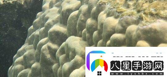 三星“海洋模式”助力珊瑚礁修復