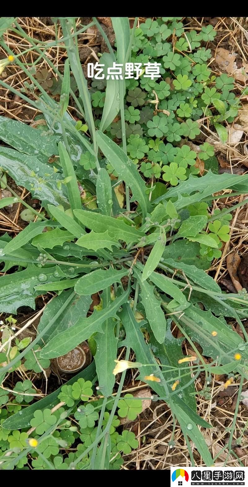 0ADC野草狂潮來(lái)襲