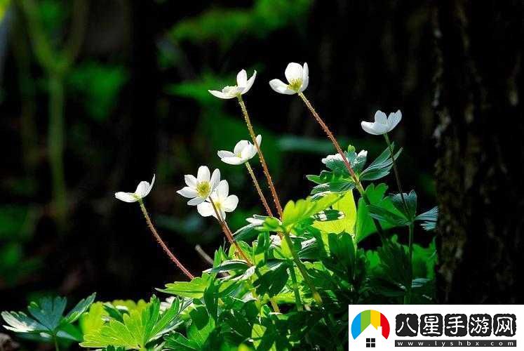 野花社區在線(xiàn)觀(guān)看免費高清