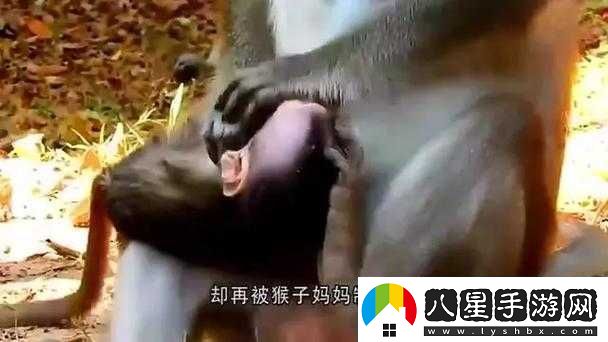 兩個(gè)人生猴子的場(chǎng)景
