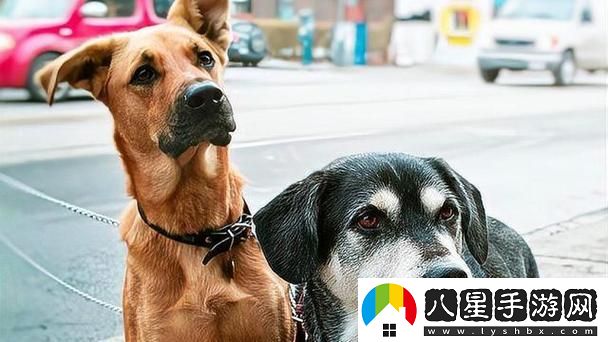 人狗大戰2高清正版免費