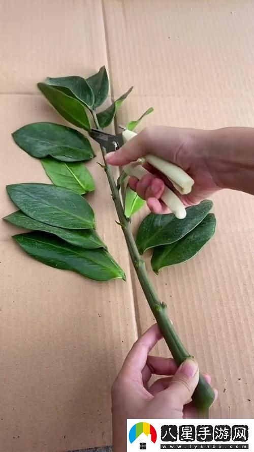 女性坐著(zhù)扦插BB有哪些具體好處友