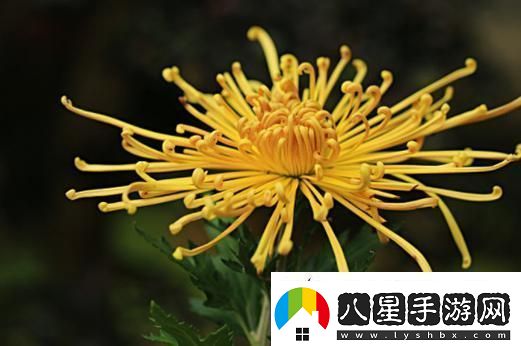 國產(chǎn)做受與進(jìn)口竹菊