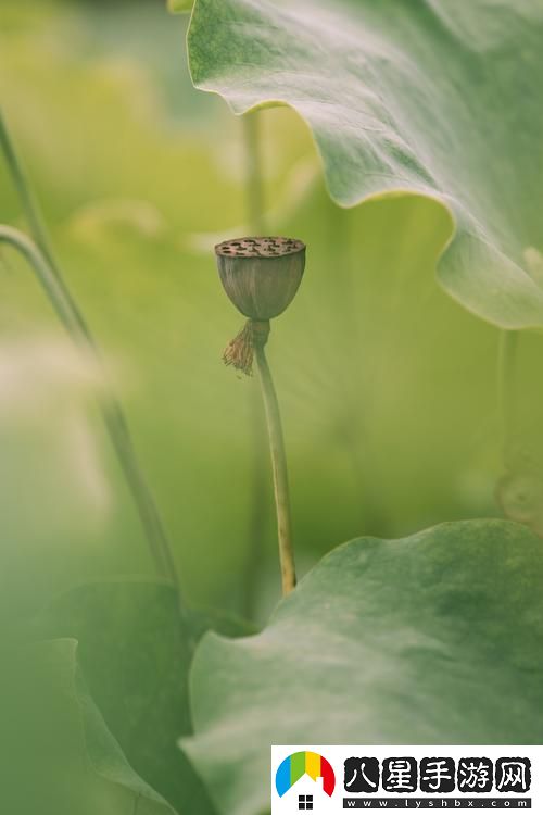 探索女兒的蓮花免費觀(guān)看第10集中的感人故事與人生哲理